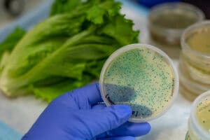 Scientist Checking Bacteria on Food For Recall