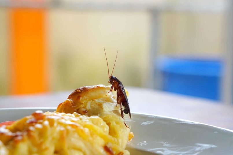Cockroach On Food In Restaurant Means They Need Better Texas Food Safety & Pest Control